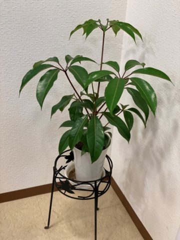 ボディコンフォート店内観葉植物